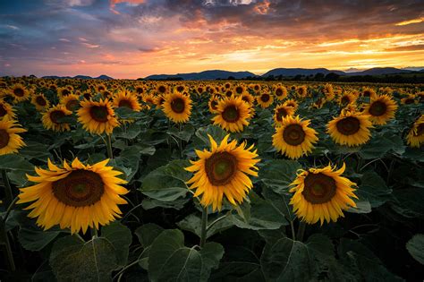  Die Sonnenblumen von Barranquilla! Eine Ode an die tropische Pracht und den melancholischen Glanz