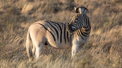  Die Tanzenden Zebras - Ein explosiver Farbwirbel aus afrikanischer Geschichte